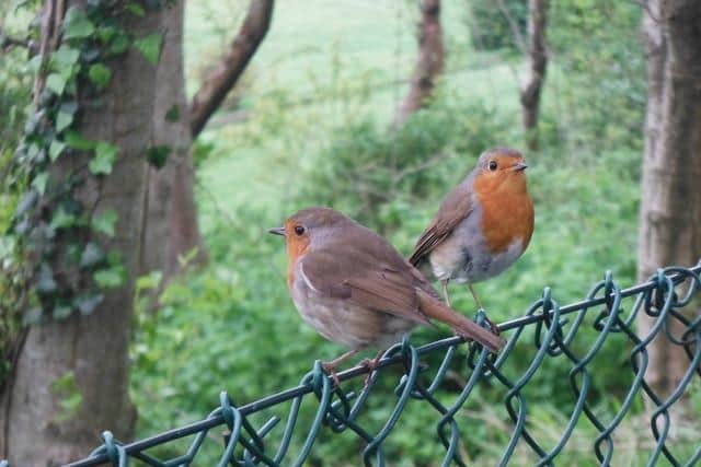 Two robins on a fence, photographed by Anthony Craig.