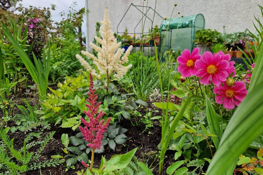 Plants now in bloom include Astllbe and the Dahlias grown from seed.