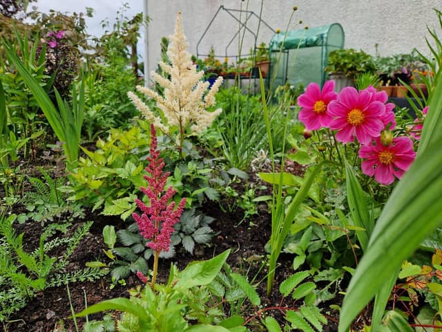 Plants now in bloom include Astllbe and the Dahlias grown from seed.
