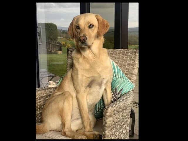 Stella the Golden Girl Lab