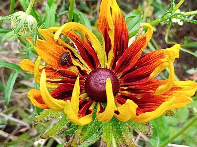 Rudbeckia Hirta - All Rudbeckias are stunning and I've grown four different sub species these year - two perennial types, Goldstrum and the giant Herbstonne, and the biennial tribola Black Jack, but for impact the annual hirta varieties are in a league of their own. These black cone-centred US natives are easy to grow from seed and produce masses of large blooms in different autumn shades, patterns and combinations of golden yellow, rust red and burgundy on tall stems. There's also a stunning emerald green centred Irish Eyes variety that I plan to sow next spring. Photo: Brendan McDaid.