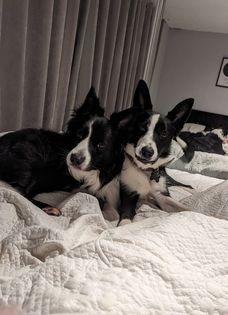 Lucky and Toby.