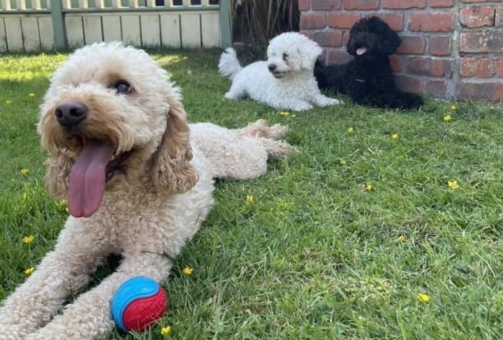 Nala, Marley & Mitzi