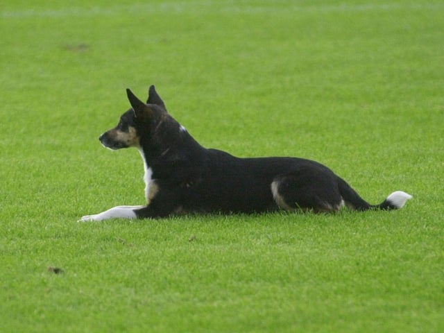 A pitch invader.