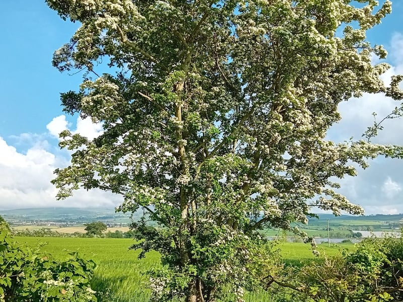 Hawthorn at Molenan.