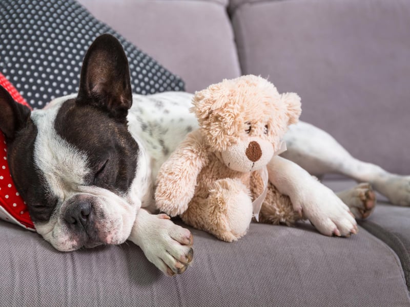 Okay maybe your house is coming down with toys now but one more couldn't hurt surely!