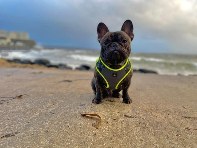 The delightful dogs of Derry and Inishowen, as sent in by proud Derry Journal readers.