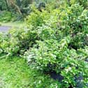 Walkers and cyclists enjoying a dander or a spin out the popular ‘Line’ greenway may have to get their boots or tyres muddy due to a fallen hawthorn halfway between Derry and Carrigans.