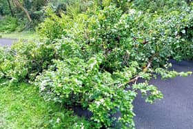 Walkers and cyclists enjoying a dander or a spin out the popular ‘Line’ greenway may have to get their boots or tyres muddy due to a fallen hawthorn halfway between Derry and Carrigans.