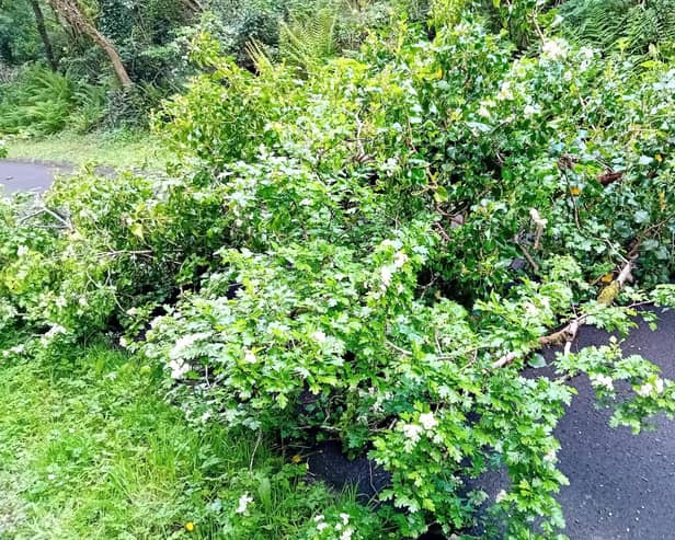 Walkers and cyclists enjoying a dander or a spin out the popular ‘Line’ greenway may have to get their boots or tyres muddy due to a fallen hawthorn halfway between Derry and Carrigans.