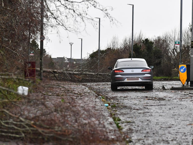 Fallen tree on Creggan Road. Photo: George Sweeney