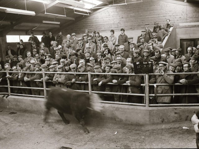 Opening of the Livestock Mark at Lisahally.