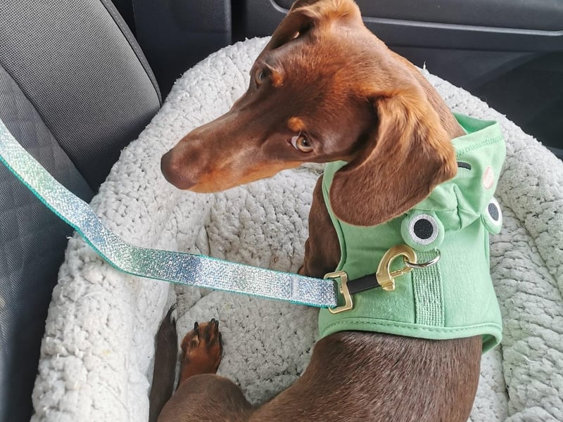 This little girl hates her adorable frog harness