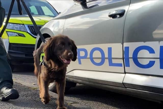 Police dog Kobi.