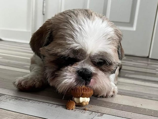 Enjoying a wee puppy cupcake