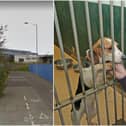 The Derry dog pound at Pennyburn Indistrial Estate. (File picture)