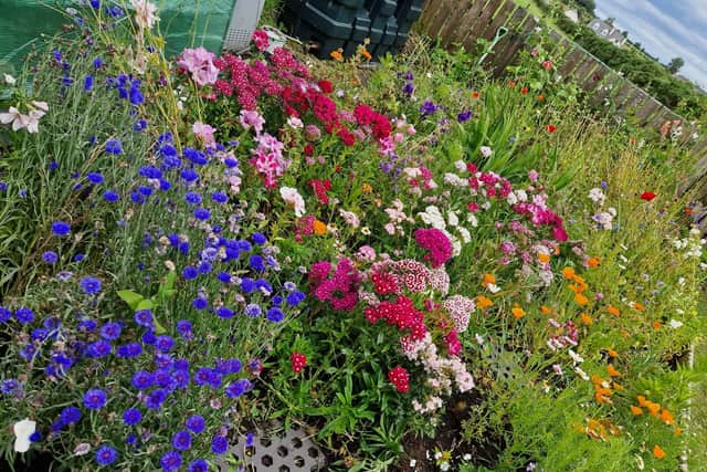 There's still time to plant annuals like Cornflowers and Marigolds for this year and biennials like Sweet William for next summer.