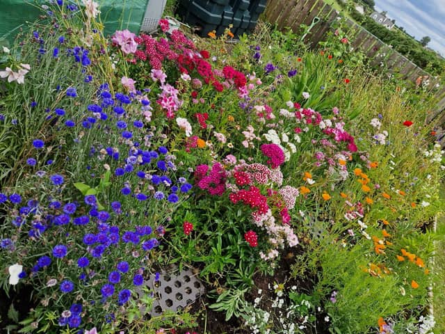There's still time to plant annuals like Cornflowers and Marigolds for this year and biennials like Sweet William for next summer.