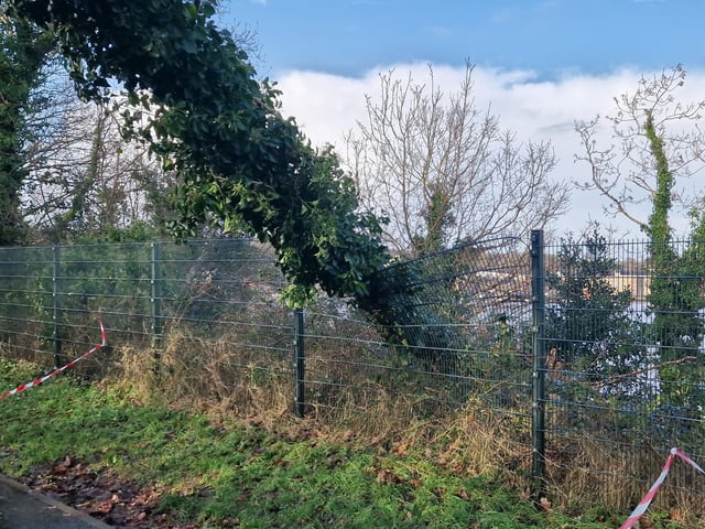 A fallen tree at St. Columb's Park
