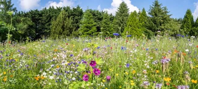 Encourage insects into green spaces. Photo: Adobe