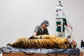 Laziz the Tiger with Noel Fitzpatric in the X-Ray room while filming an episode of The Supervet at Lionsrock Big Cat Sanctuary