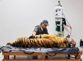 Laziz the Tiger with Noel Fitzpatric in the X-Ray room while filming an episode of The Supervet at Lionsrock Big Cat Sanctuary