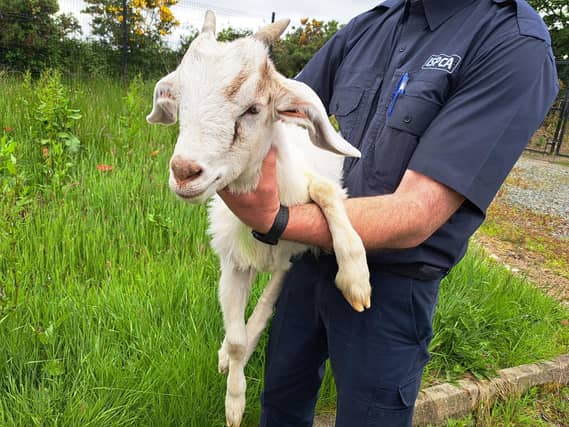 Ivy, pictured after she was rescued. Pictures: ISPCA.