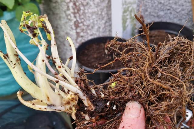 A bare root Thalictrum Black Stockings.