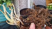 A bare root Thalictrum Black Stockings.