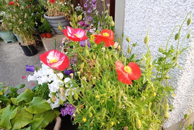 Oriental poppies.