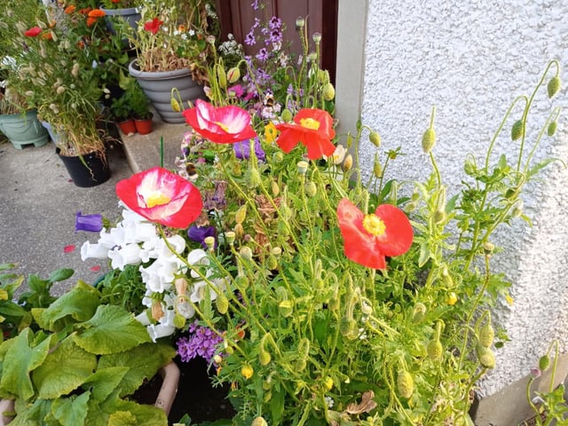 Oriental poppies.