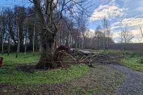 Storm Éowyn made match sticks of a number of mature trees in St. Columb’s Park over the weekend with a number of paths blocked in the popular city green space.