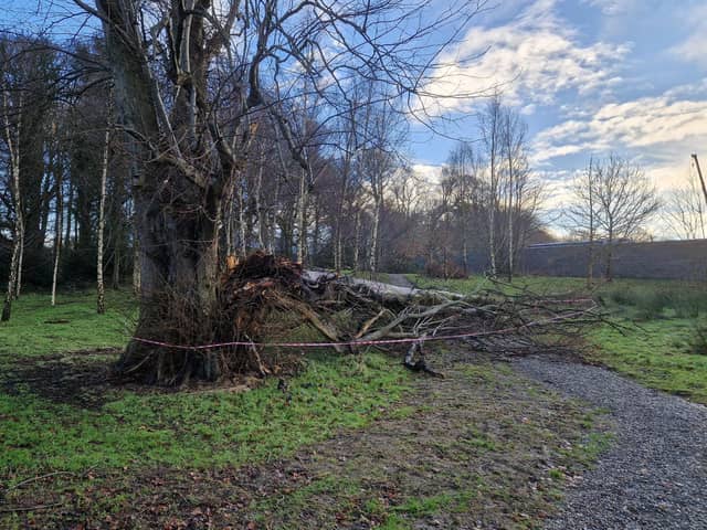 Storm Éowyn made match sticks of a number of mature trees in St. Columb’s Park over the weekend with a number of paths blocked in the popular city green space.
