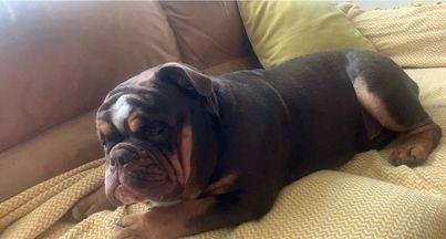 Part two in a collection of pictures of the beautiful dogs of Derry and Donegal, sent in by Derry Journal readers.