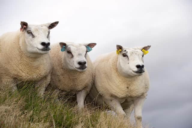 Andrew Muir’s favourite farm animals are sheep and the farming minister has admitted particularly enjoying a visit to Clement Lynch’s farm in Park earlier this year.