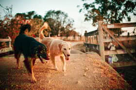 Expert shares tips for Derry pet owners on maintaining a regular exercise routine despite darker winter days