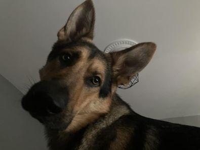 Apollo, who has no idea what personal space is