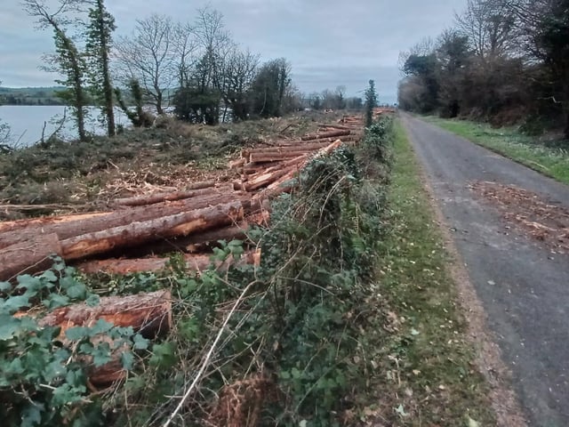 A pine plantation covering several acres that stood ‘out the line’ close to the Derry-Donegal border for several decades has now been entirely cleared.