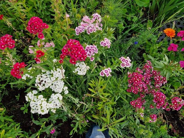 Sweet William.