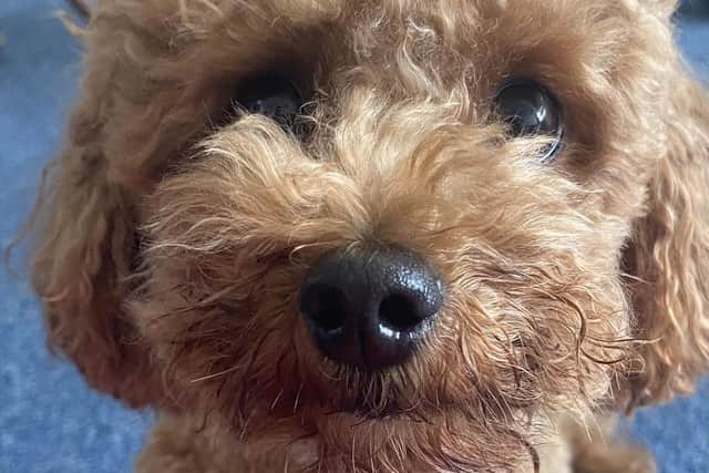 Pet poodle Maud was almost killed when she was struck by a motorcycle in February.