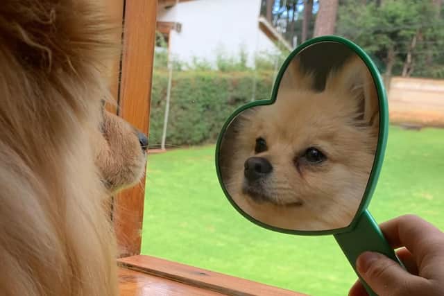 A dog poses in a mirror