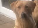 Sandi is missing.