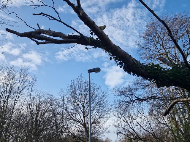 A fallen tree at St. Columb's Park