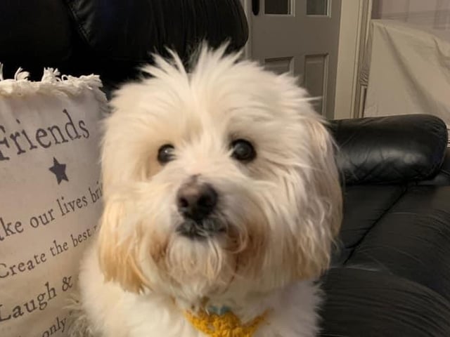 The delightful dogs of Derry and Inishowen, as sent in by proud Derry Journal readers.