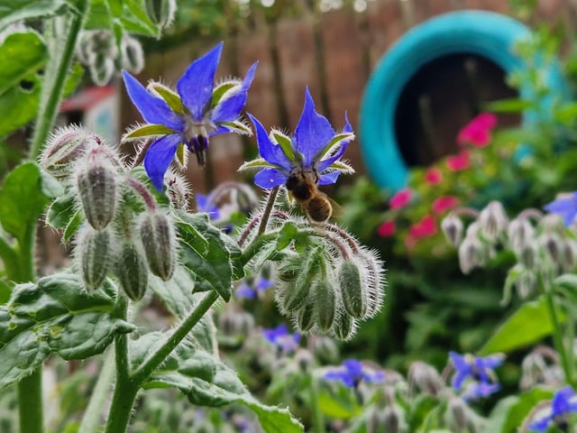 A wasp enjoying the borage