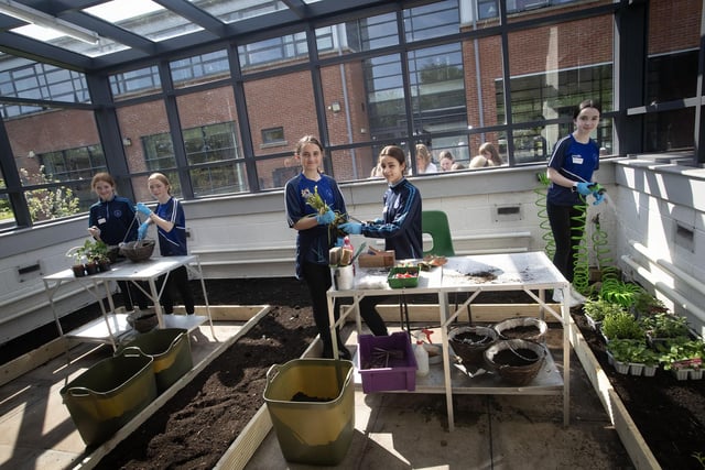 Hard at work planting in the school's greenhouse are Ellie-Mae, Kadie, Lamise, Olivia and Freya-Rose.
