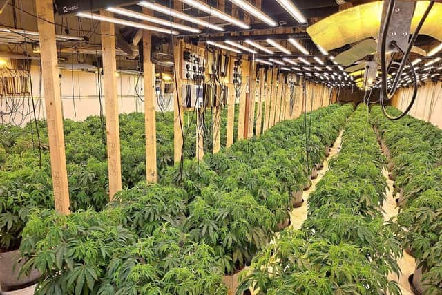 Some of the suspected cannabis plants seized.
