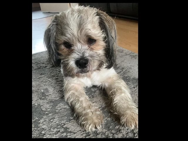 Benji regretting his decision to take a walk in Brooke Park after getting caught in the rain