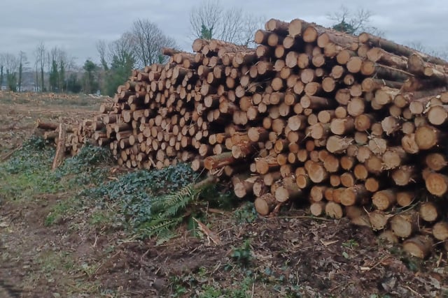 Some of the trees harvested 'out the line'.