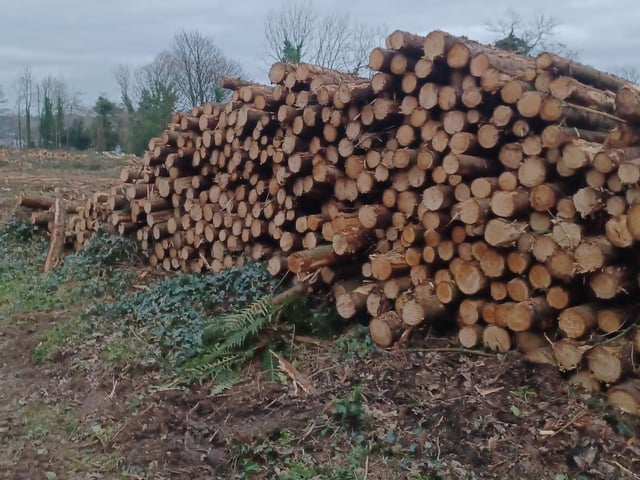Some of the trees harvested 'out the line'.